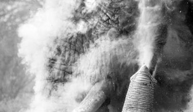 An elephants sprays dust around it, creating a dramatic effect in a black-and-white photograph. Its trunk is raised, capturing the moment