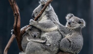 This is a decorative purple line to separate and organise content on the page.