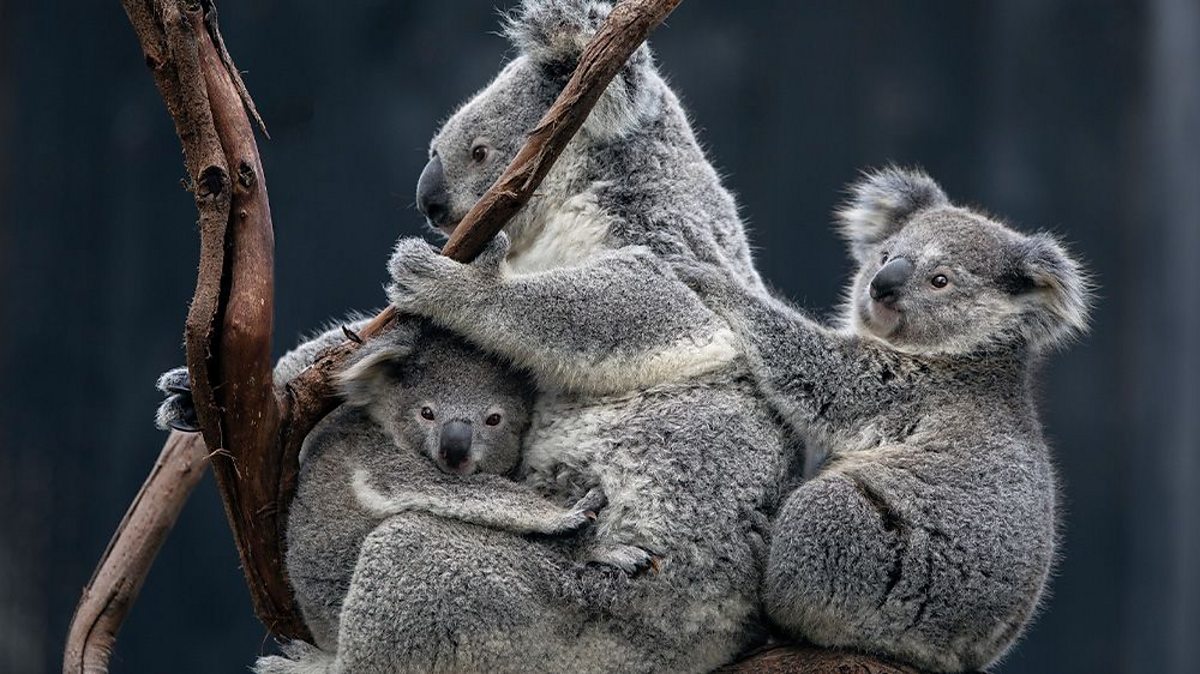 This is a decorative purple line to separate and organise content on the page.