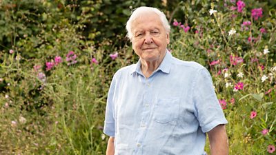 Sir David Attenborough stands in front of wildflowers and plants.