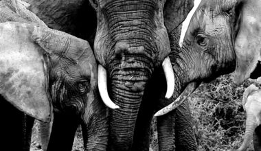 Rewilding Rejects the We're-So-Special Exceptionalism