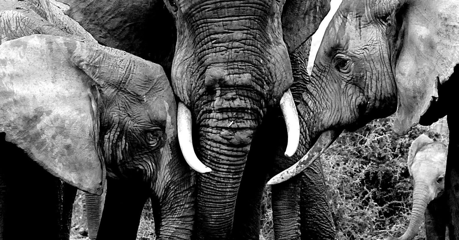 Rewilding Rejects the We're-So-Special Exceptionalism