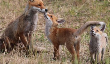 The Morality of Predator Control