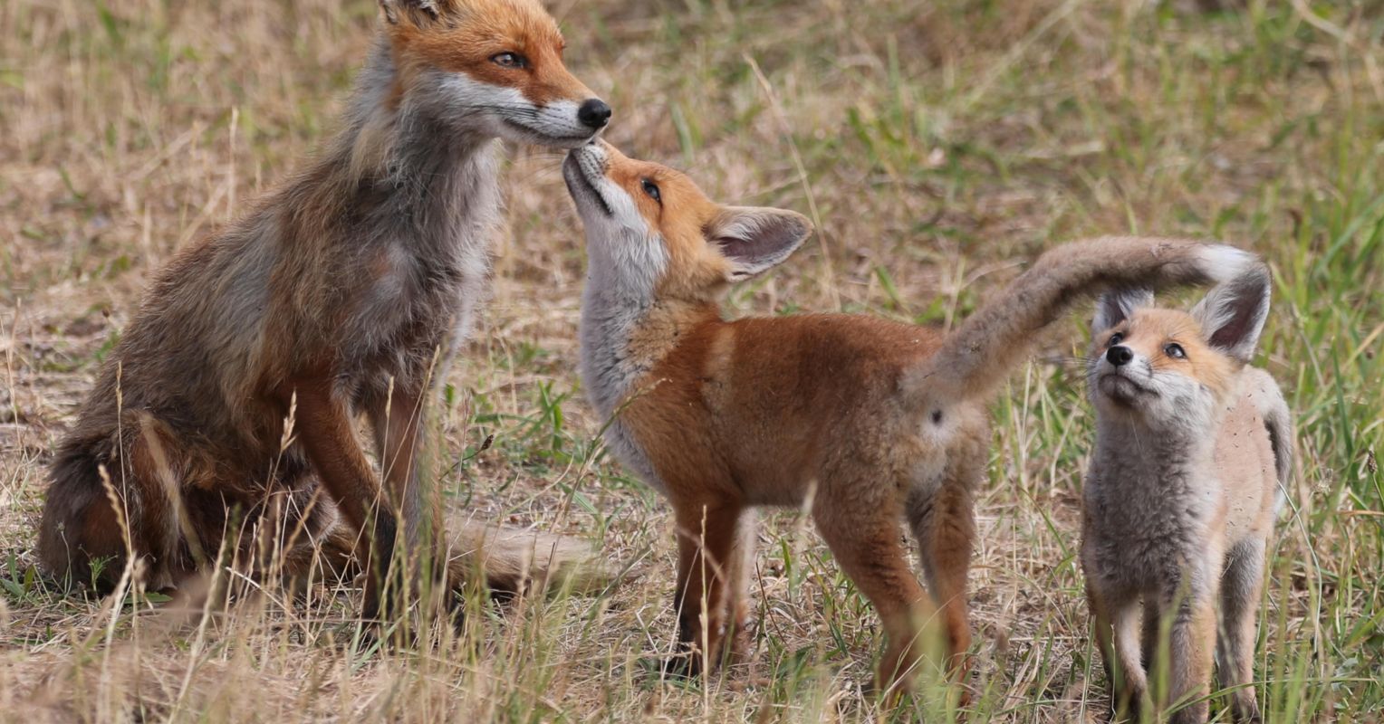 The Morality of Predator Control