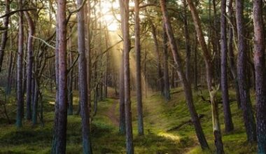 Why switching to income may make sense in 2026