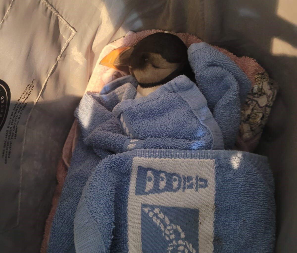 Puffins found dead on Jersey beaches