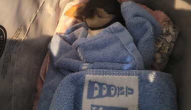 Puffins found dead on Jersey beaches