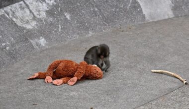 Punch the monkey update given by zoo following concerns over his appearance