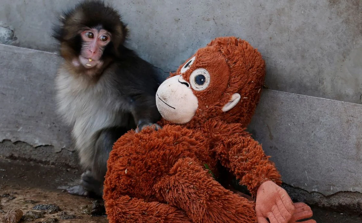 Punch sits next to a stuffed orangutan at Ichikawa City Zoo. Punch sits next to a stuffed orangutan at Ichikawa City Zoo.