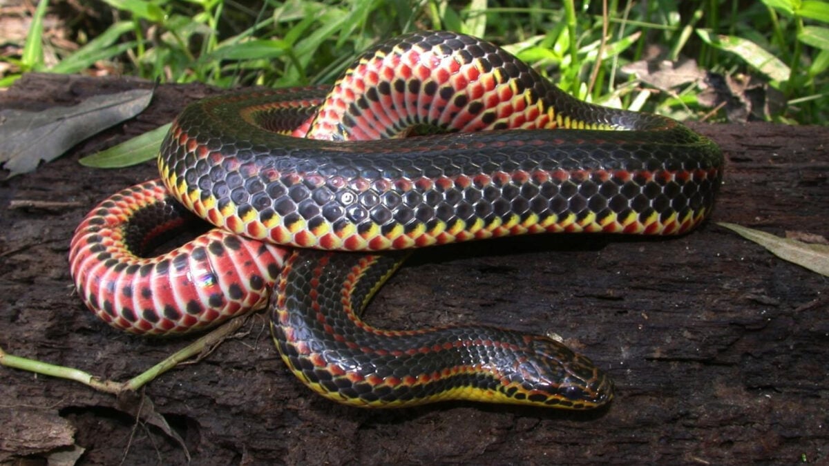Snakes Resort to Cannibalism When the Opportunity Strikes, Study Shows