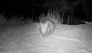 Rare Footage Shows One Of Australia’s Most Endangered Mammals Making A Comeback
