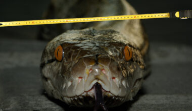 longest snake ever measured reticulated python in Indonesia