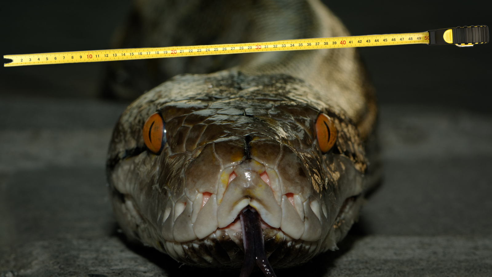 longest snake ever measured reticulated python in Indonesia