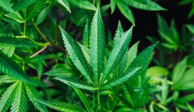 When Legalization Meets Reality | Psychology Today United Kingdom