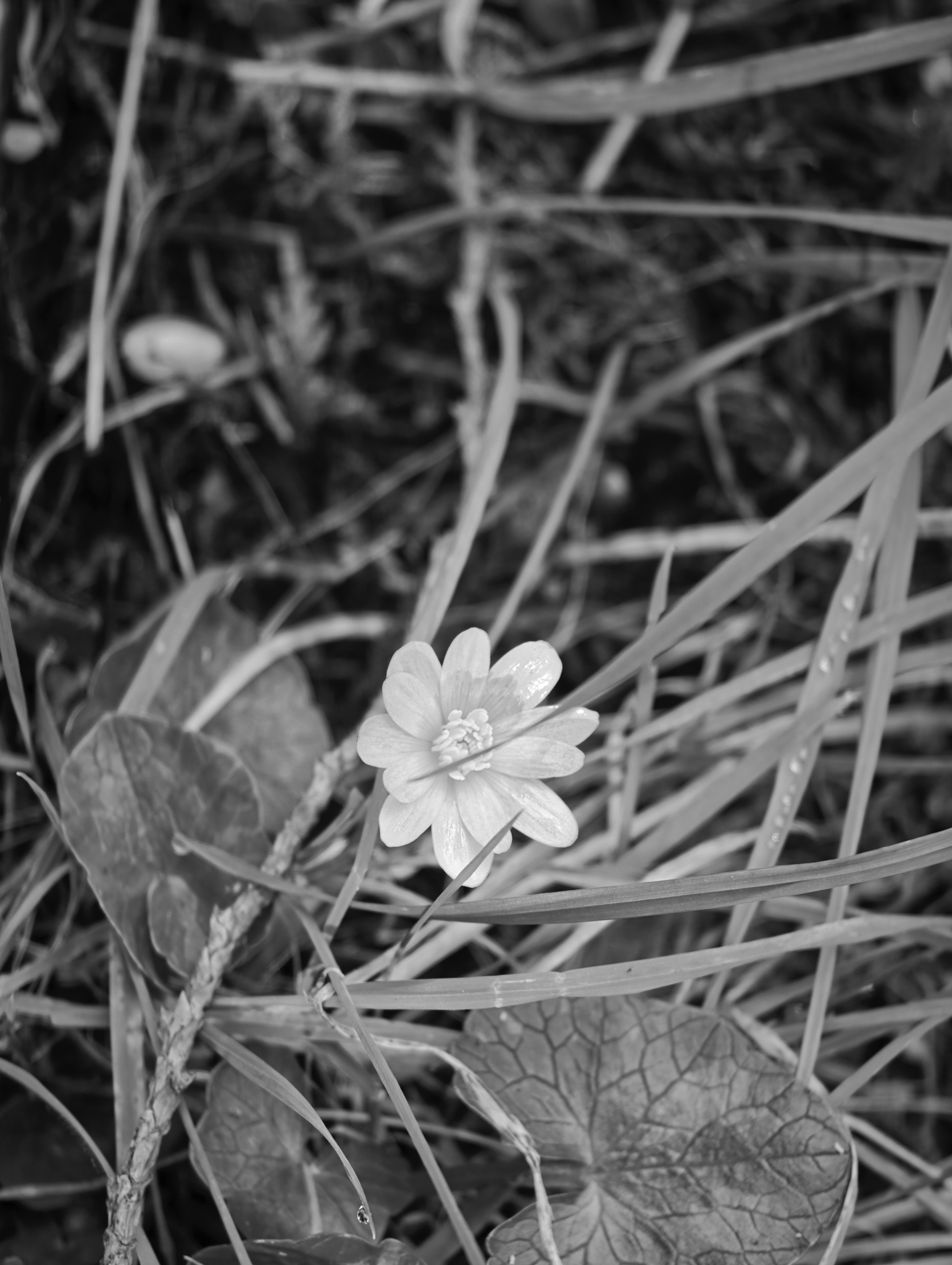 A photo taken on a Leica Leitzphone 200MP smartphone camera