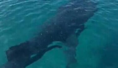 Giant whale shark spotted in the Gulf of Eilat