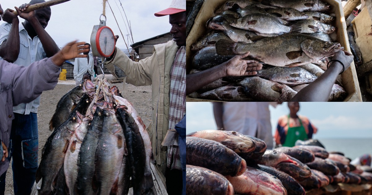 Uganda’s aquaculture sector targets over $600m in exports as EU opens its market after 6-year push