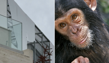 Momentum calls for reform after chimpanzee held in Swieqi rooftop cage heard screaming