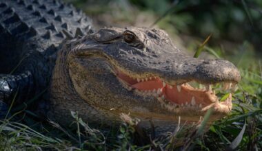 American alligator, Florida
