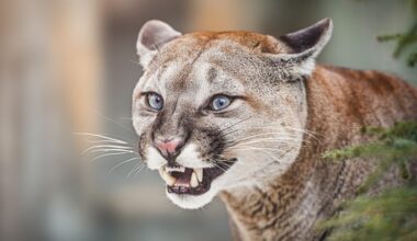 Ad trackers say Anthropic beat OpenAI but ai.com won the day • The Register