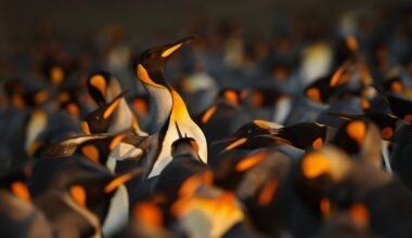 Open source package repositories face sustainability crisis • The Register