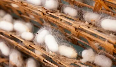 United Kingdom's Silk-Worm Cocoons Market Forecast To Grow With a +2.8% Value CAGR Through 2035 - News and Statistics
