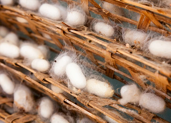United Kingdom's Silk-Worm Cocoons Market Forecast To Grow With a +2.8% Value CAGR Through 2035 - News and Statistics