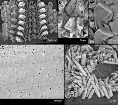 Singlefigaof 1477327