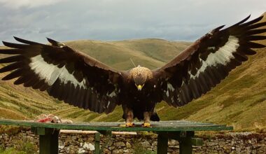 Merrick the golden eagle. Pic: South of Scotland Golden Eagle Project