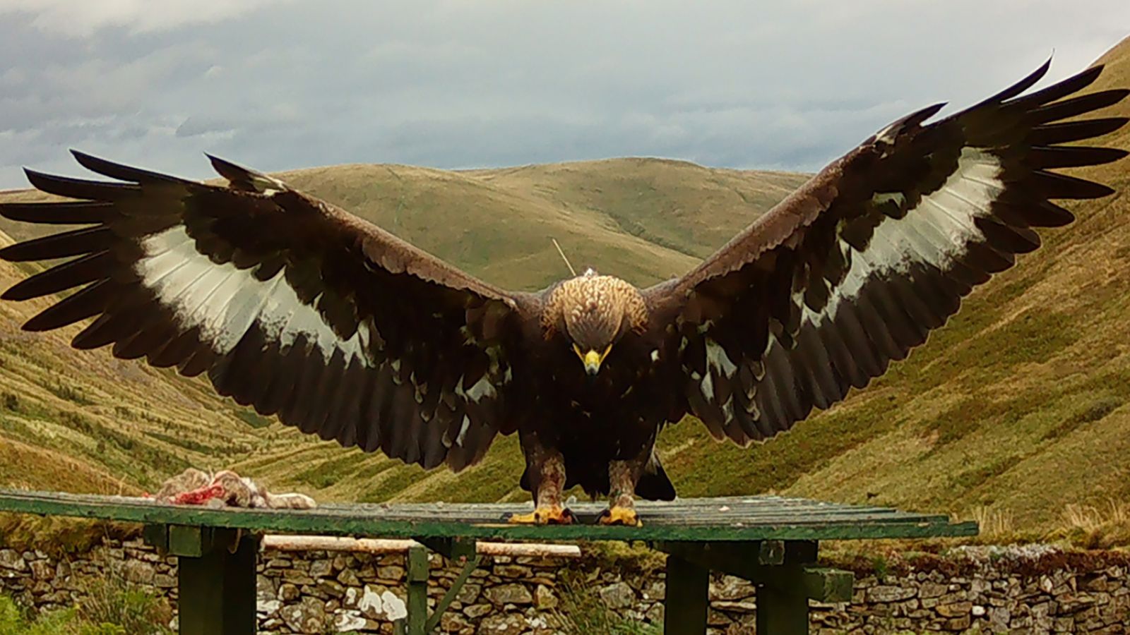 Merrick the golden eagle. Pic: South of Scotland Golden Eagle Project