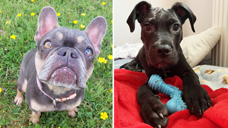 These dogs were among those rescued and rehomed. Pic: RSPCA