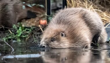 'Freedom!' All pics: PA/Ben Birchall