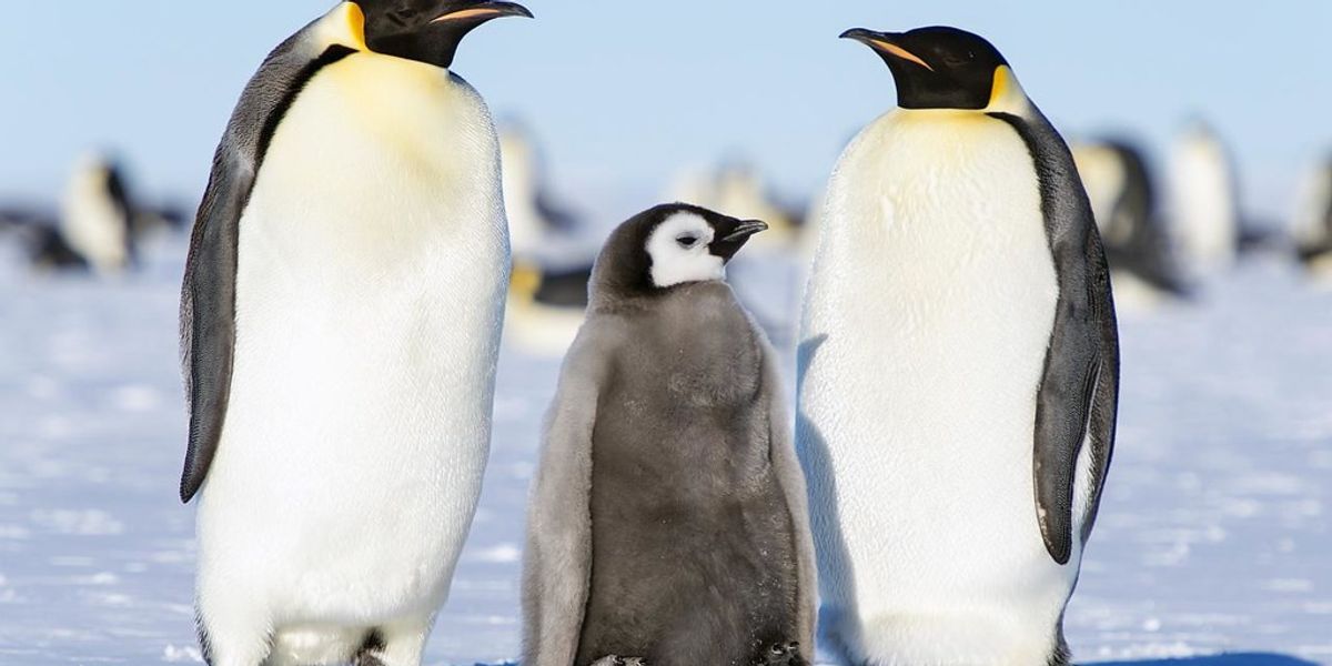 Researchers stumble upon troubling discovery shedding light on emperor penguins