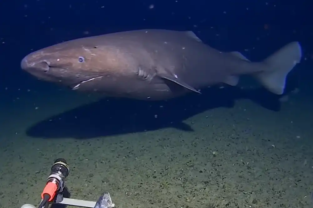 First ever recording of shark in Antarctic waters