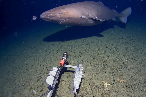 Screenshot of a southern sleeper shark behind a baited deep-sea camera off Antarcica.