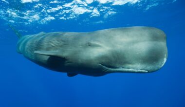 Sperm Whale (Physeter macrocephalus), Caribbean Sea, Dominica