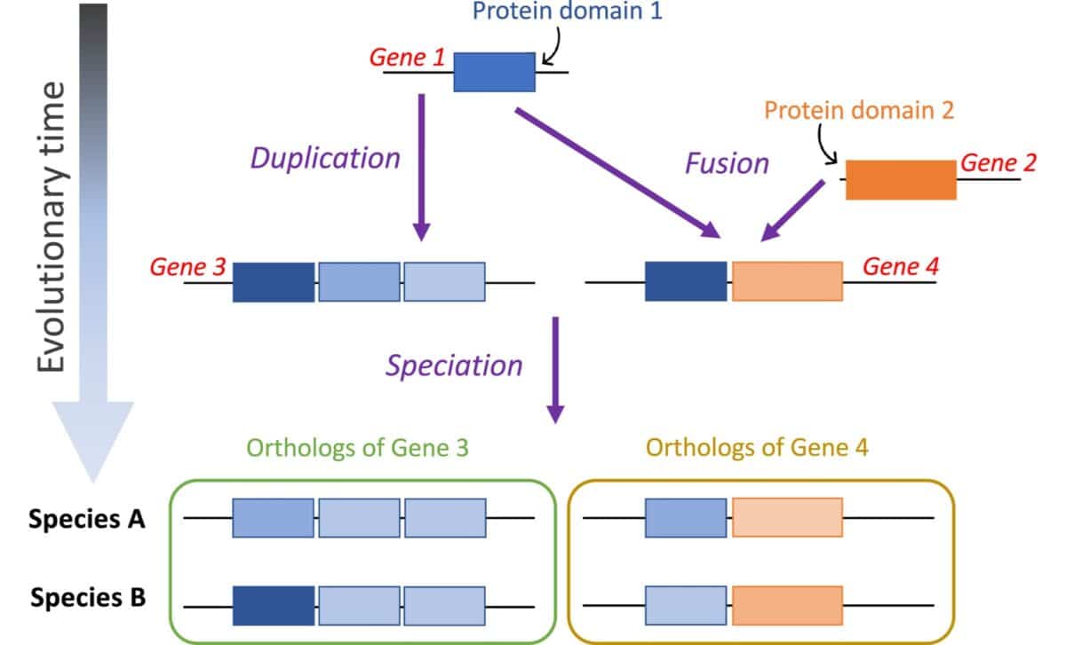 The Evolutionary History Of A Protein Domain May Date Back Further In Time Than That Of The Whole Gene Ortholog That It Is Part Of.