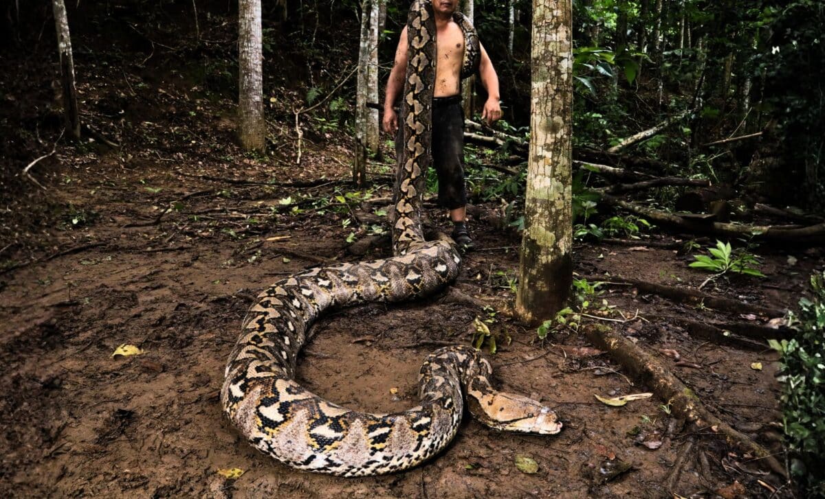 This 23-foot python is the longest wild snake ever measured