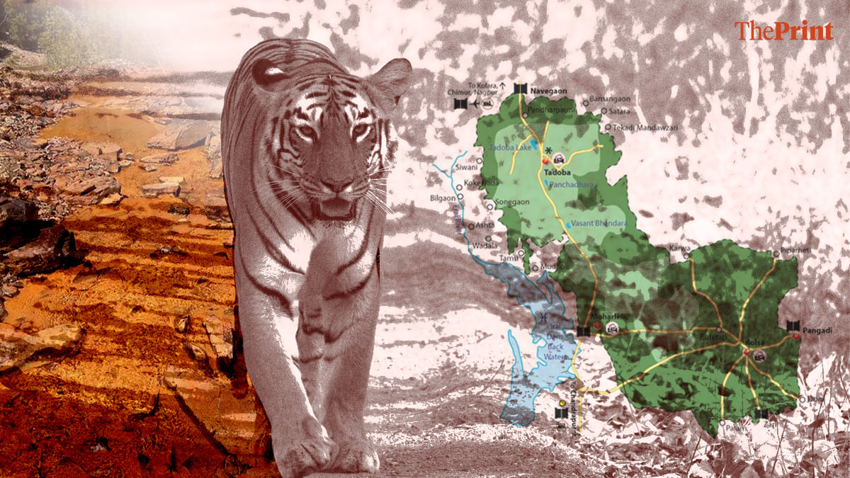 Price of iron ore in Maharashtra’s wildlife corridor—18,000 trees & 60 tigers in return for 120 jobs