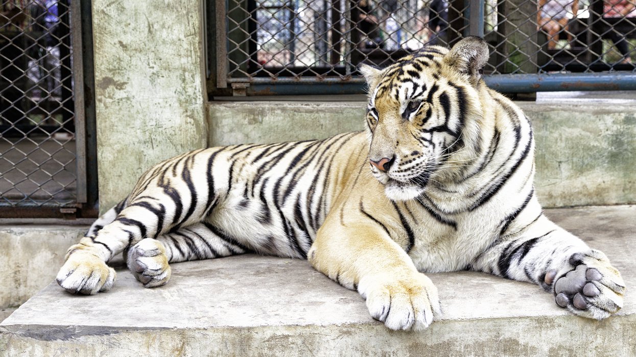 Tiger in Thai captivity