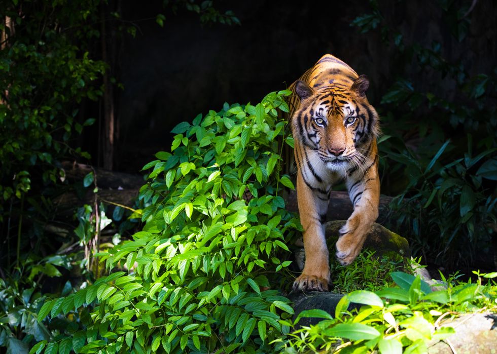 Tiger in Thai forest
