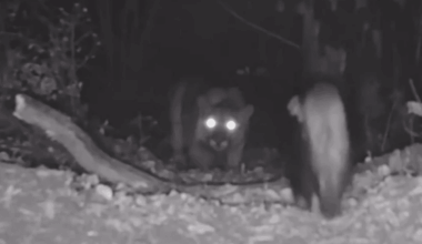 Trail Camera Footage Captures Rare Encounter Between Predator And Prey, Leaving Experts Stunned