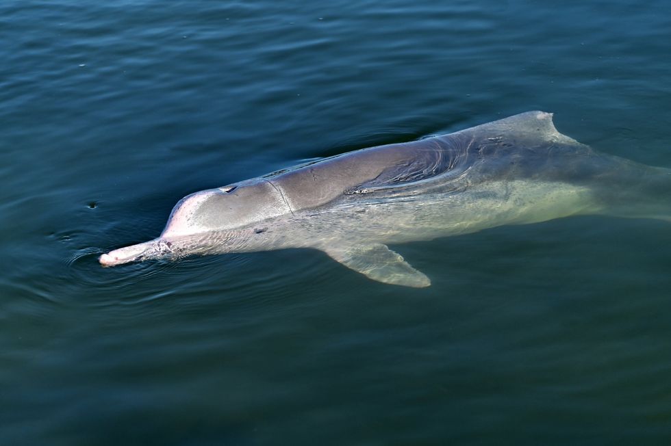 \u200bHumpback dolpins