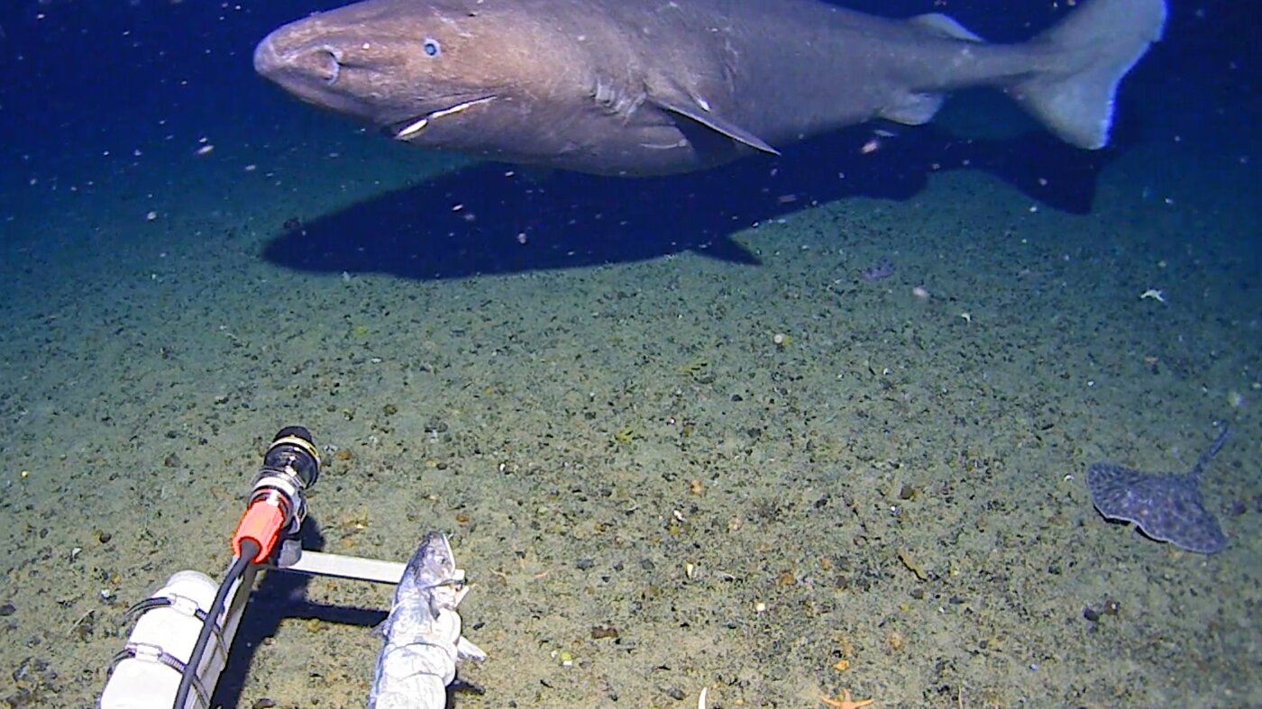 Surprise shark caught on camera for first time in Antarctica's near-freezing deep : NPR