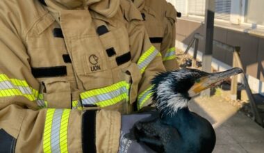 Firefighters rescue injured seabird desperately pecking at hospital door
