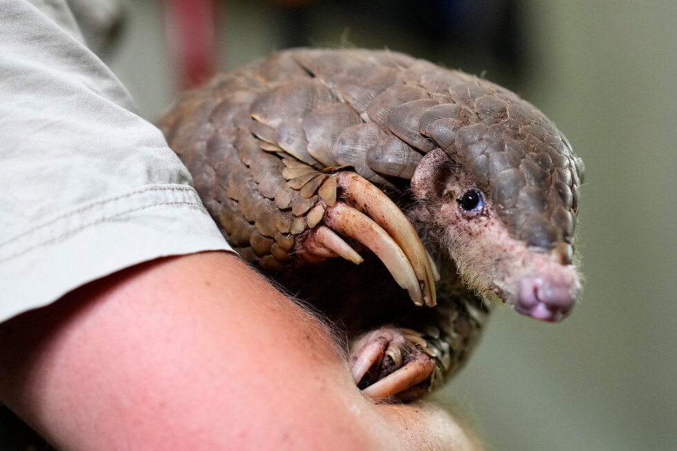 The scaly anteaters called pangolins are the most trafficked mammal in the world