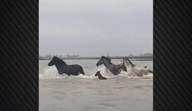 wild horses Evros