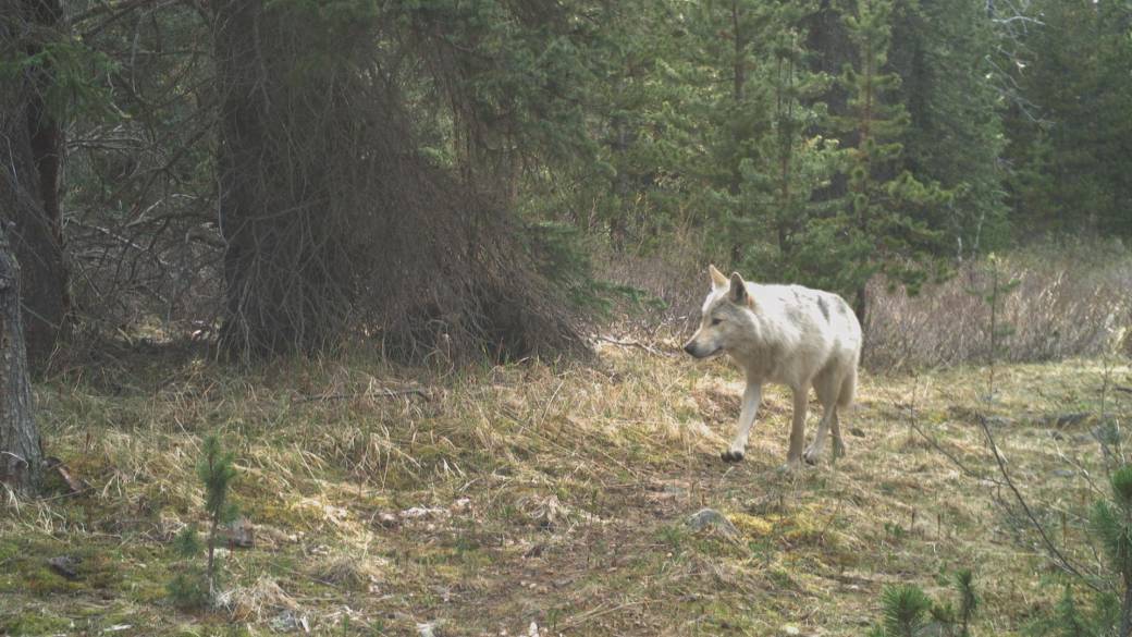 Click to play video: 'UBC study findings on if wolf hunting impacts caribou'
