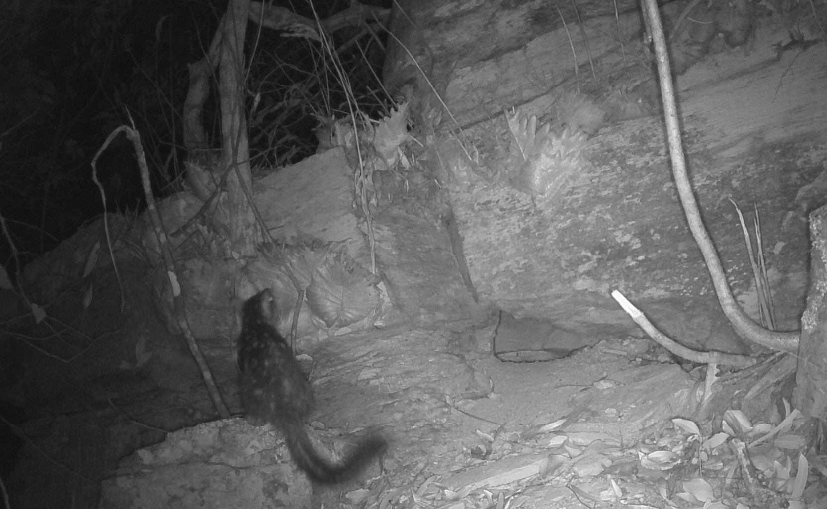 Screen from camera trap footage showing northern quoll in a rocky area with trees