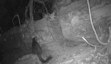 Screen from camera trap footage showing northern quoll in a rocky area with trees